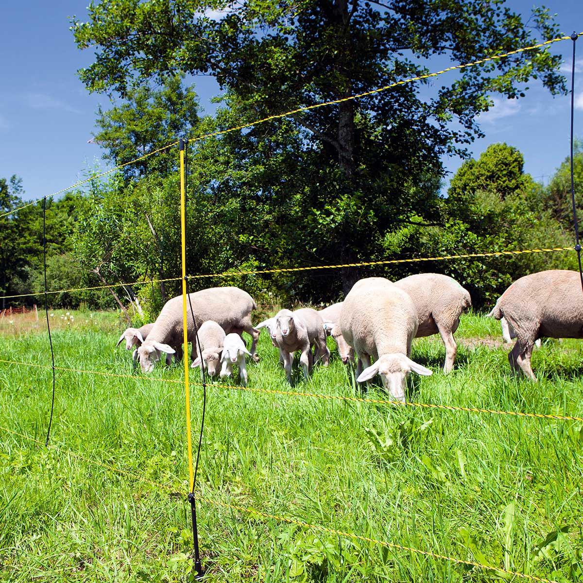 Ako Sheep Net EasyNet electrificable with ground clearance, single tip, black-yellow 50 m x 105 cm