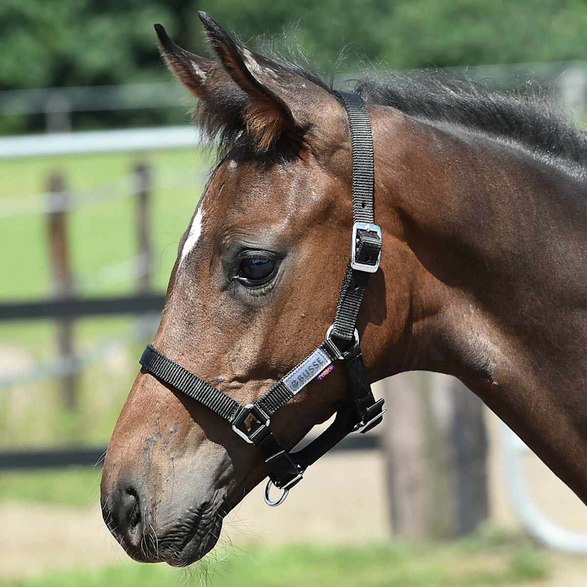 BUSSE Headcollar FOHLEN