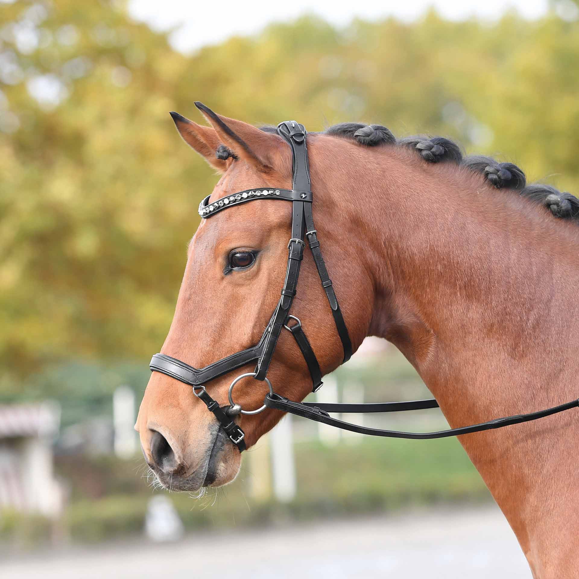 BUSSE Bridle FEELING Pony black