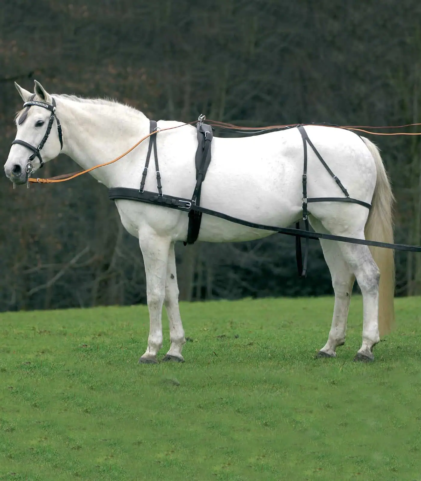 Single Harness Economic, Cob and Full black FULL
