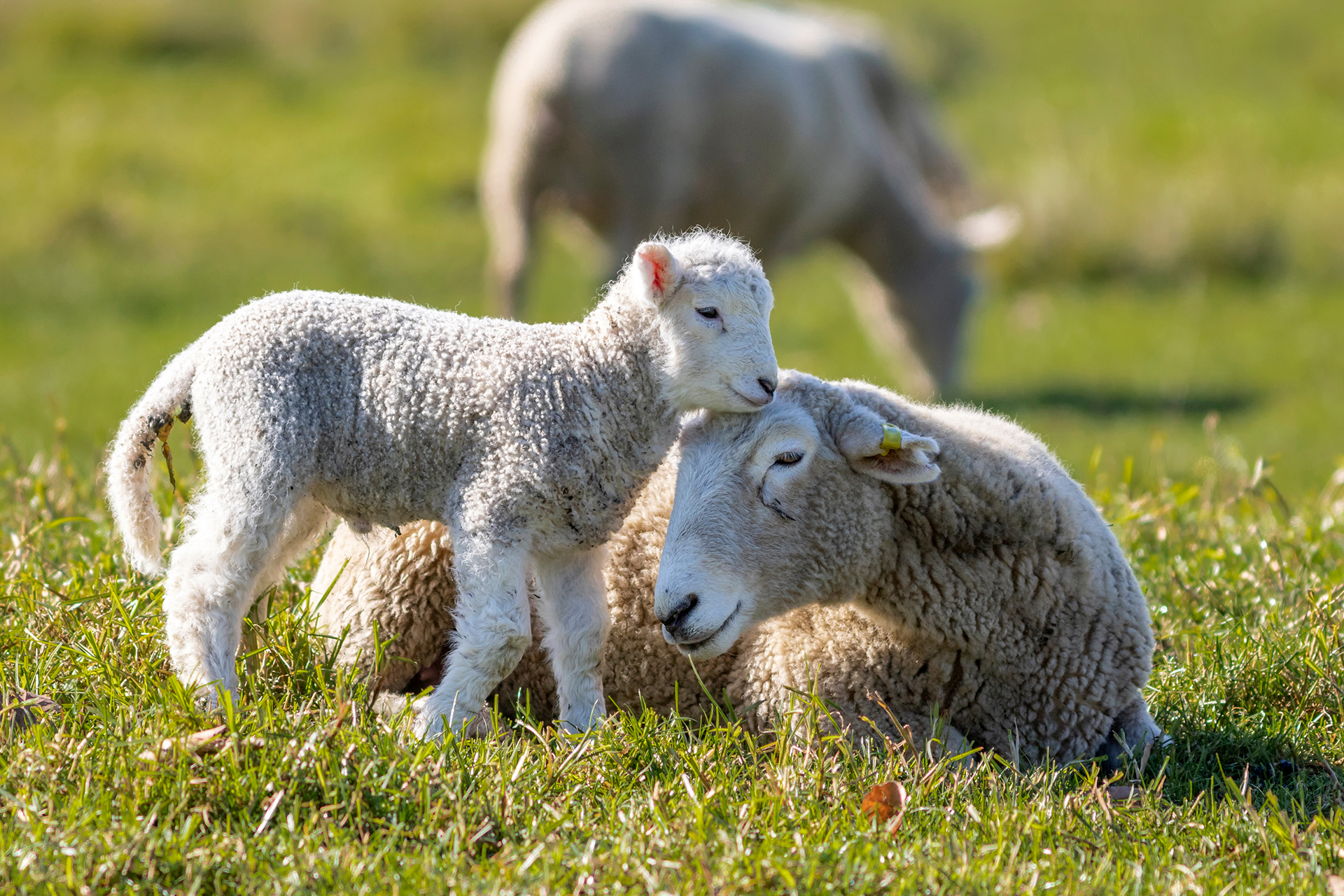 Everything for sheep