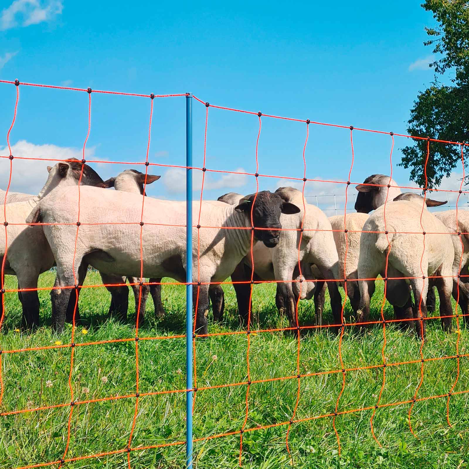 Ako Sheep Net OviNet Premium electrificable, single tip, orange