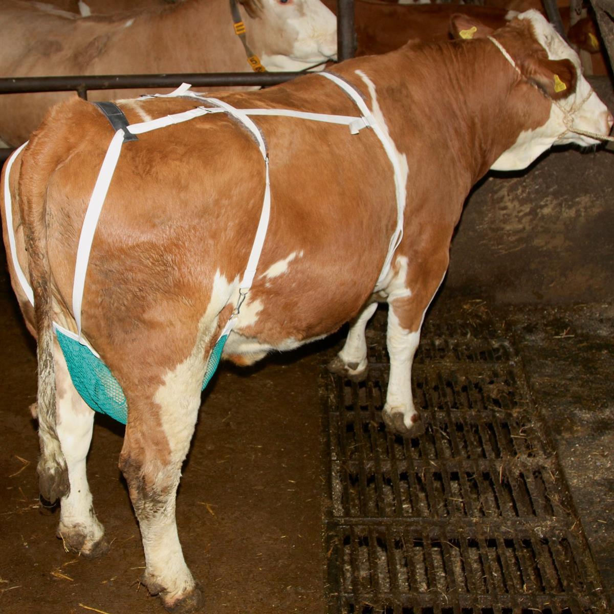 Udder protection net M
