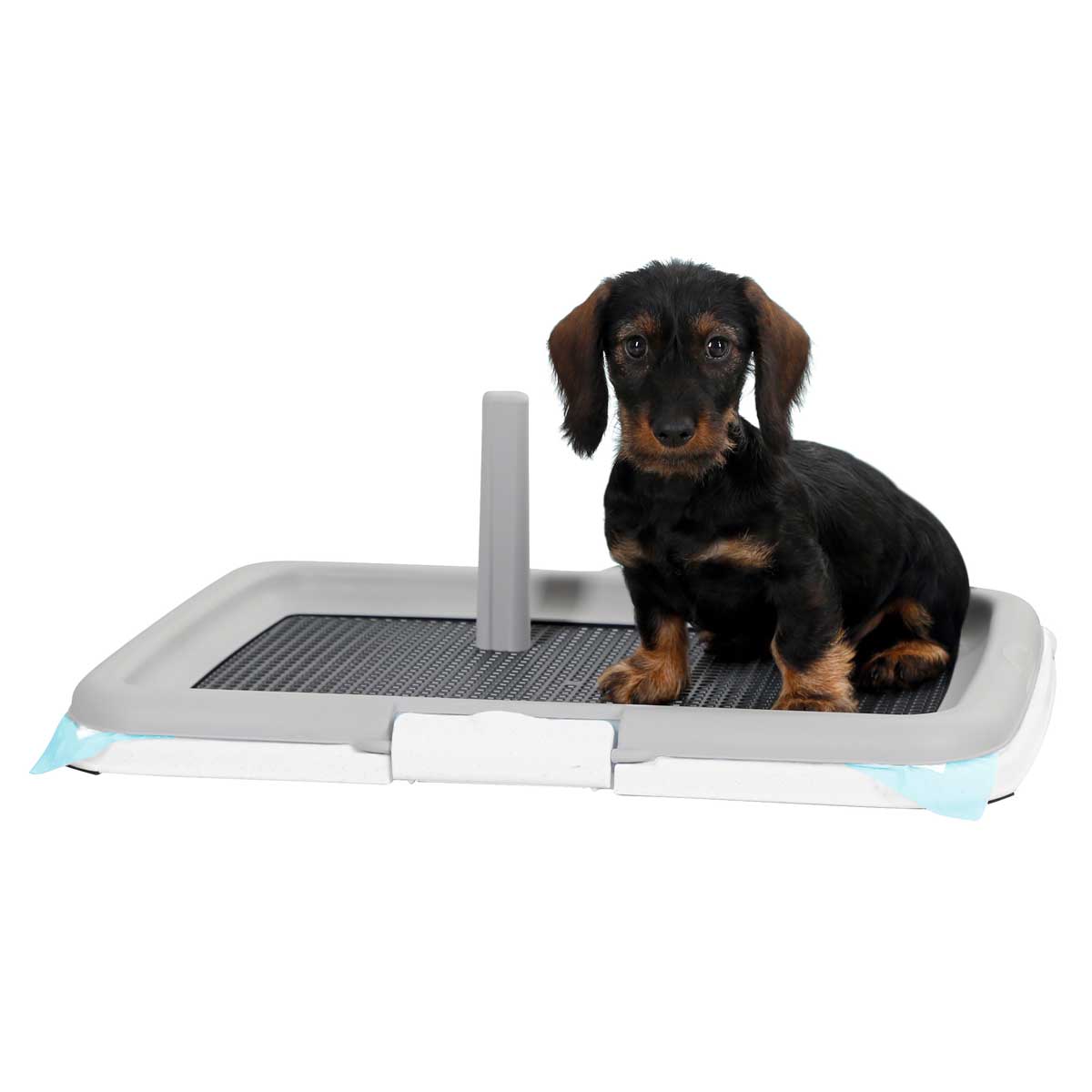 Puppy toilet training set