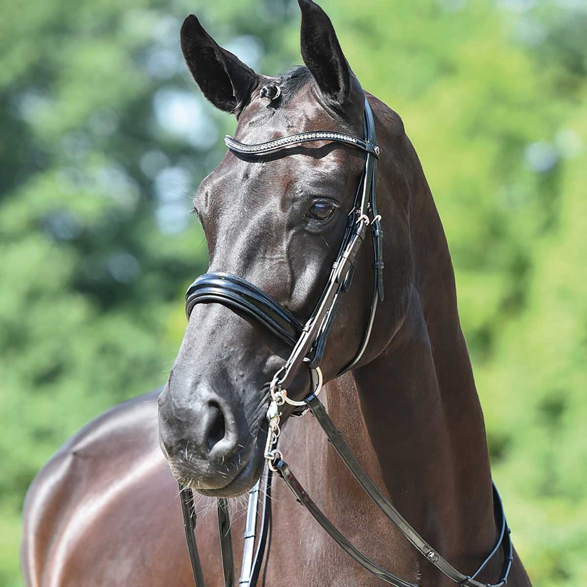 BUSSE Double Bridle MASSA