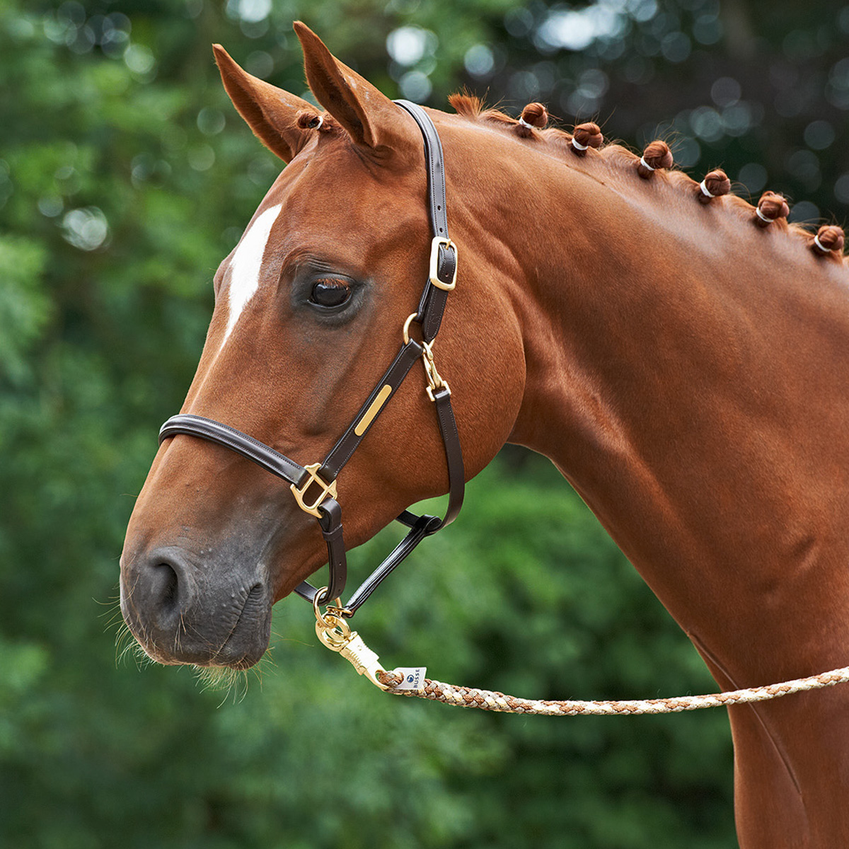 BUSSE Headcollar BRAND, Leather