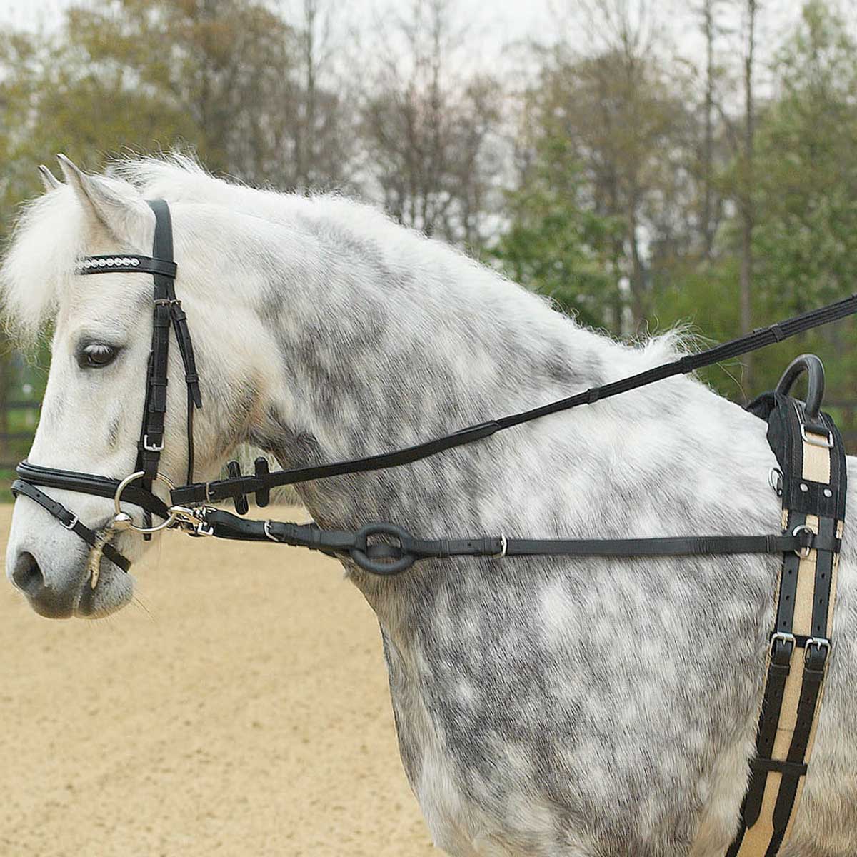 Side-Reins BASIC