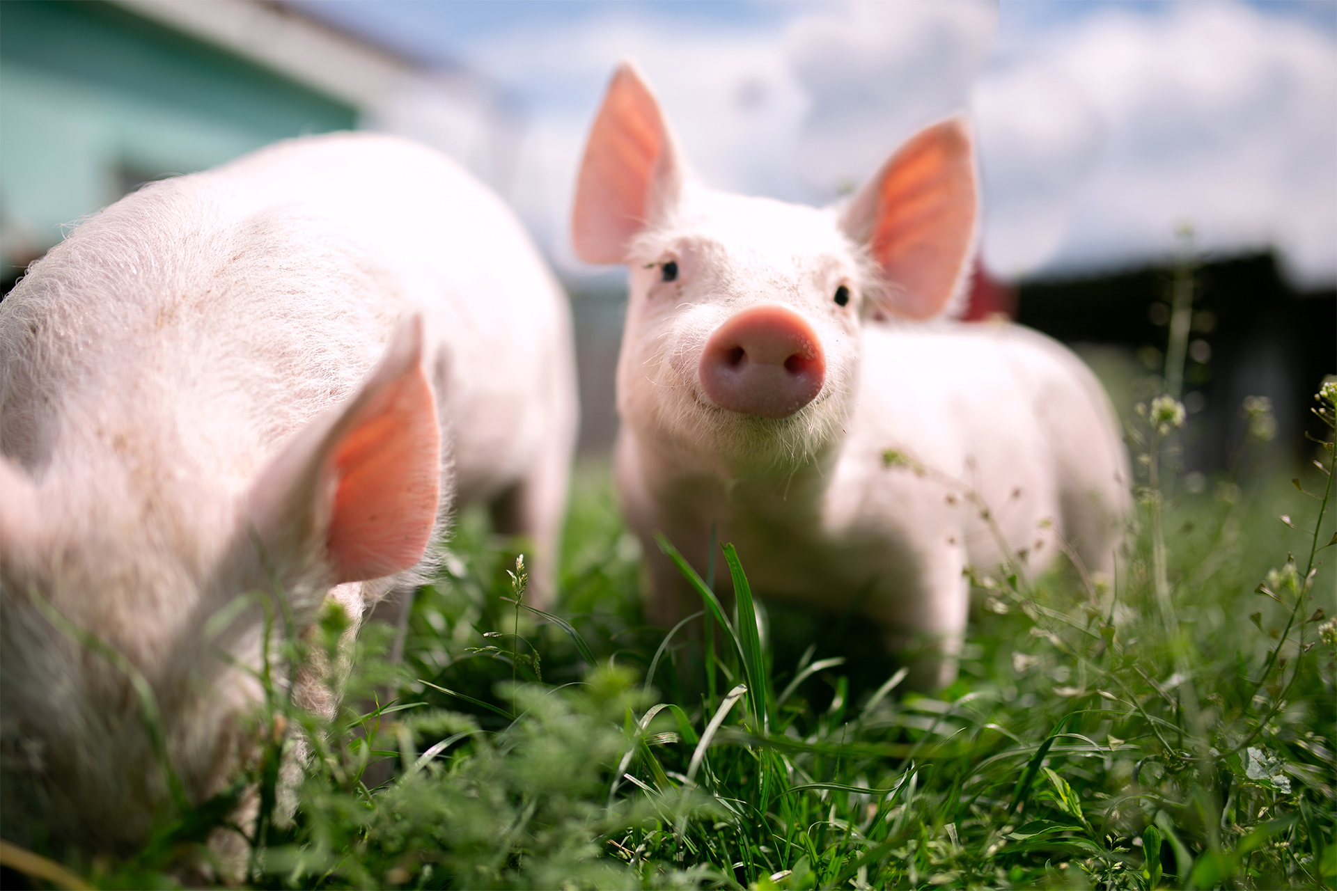 Everything for the pig