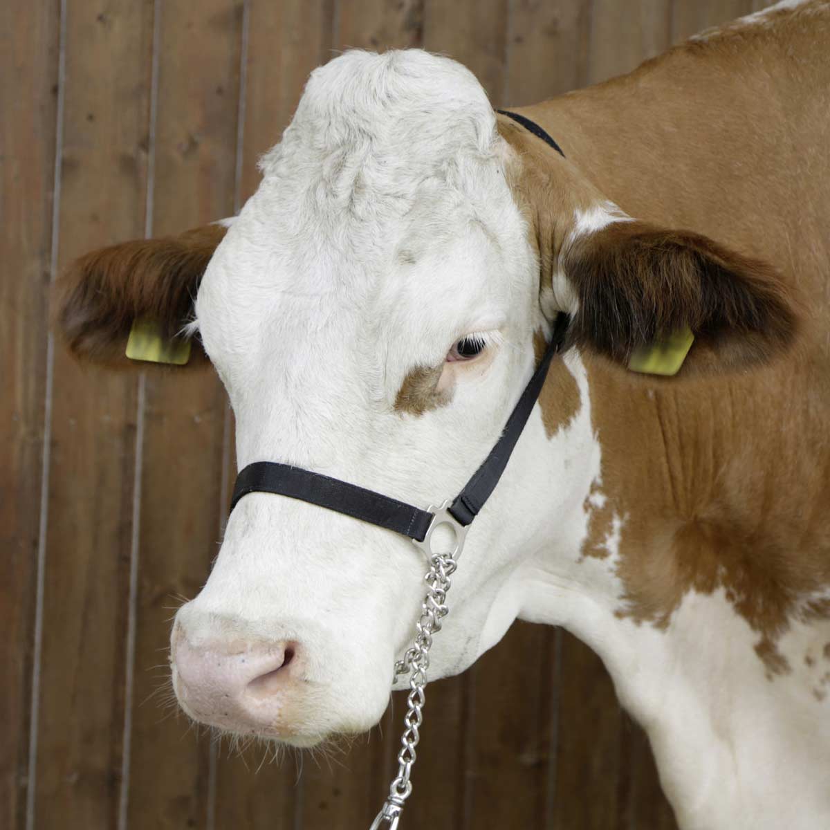 Turnout halter cattle