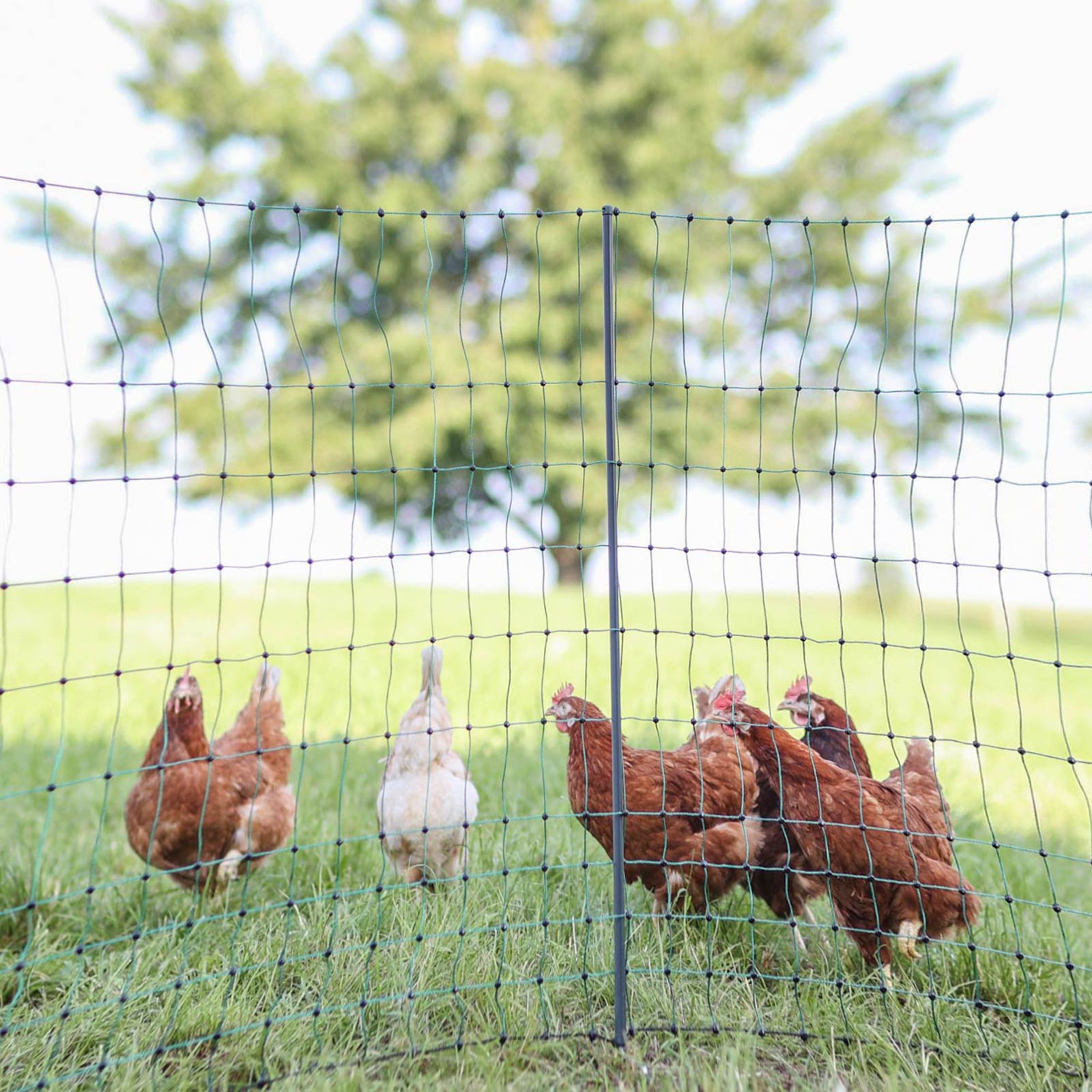 Ako Poultry Net Premium Stake not electrificable, double tip, green