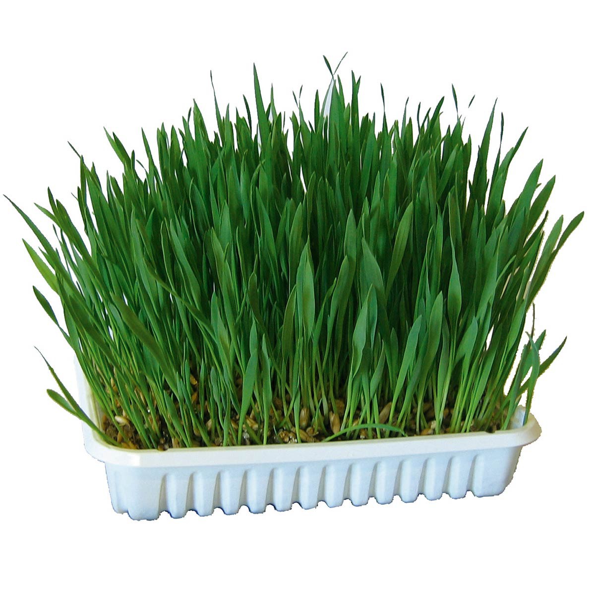 rodent grass 100 g