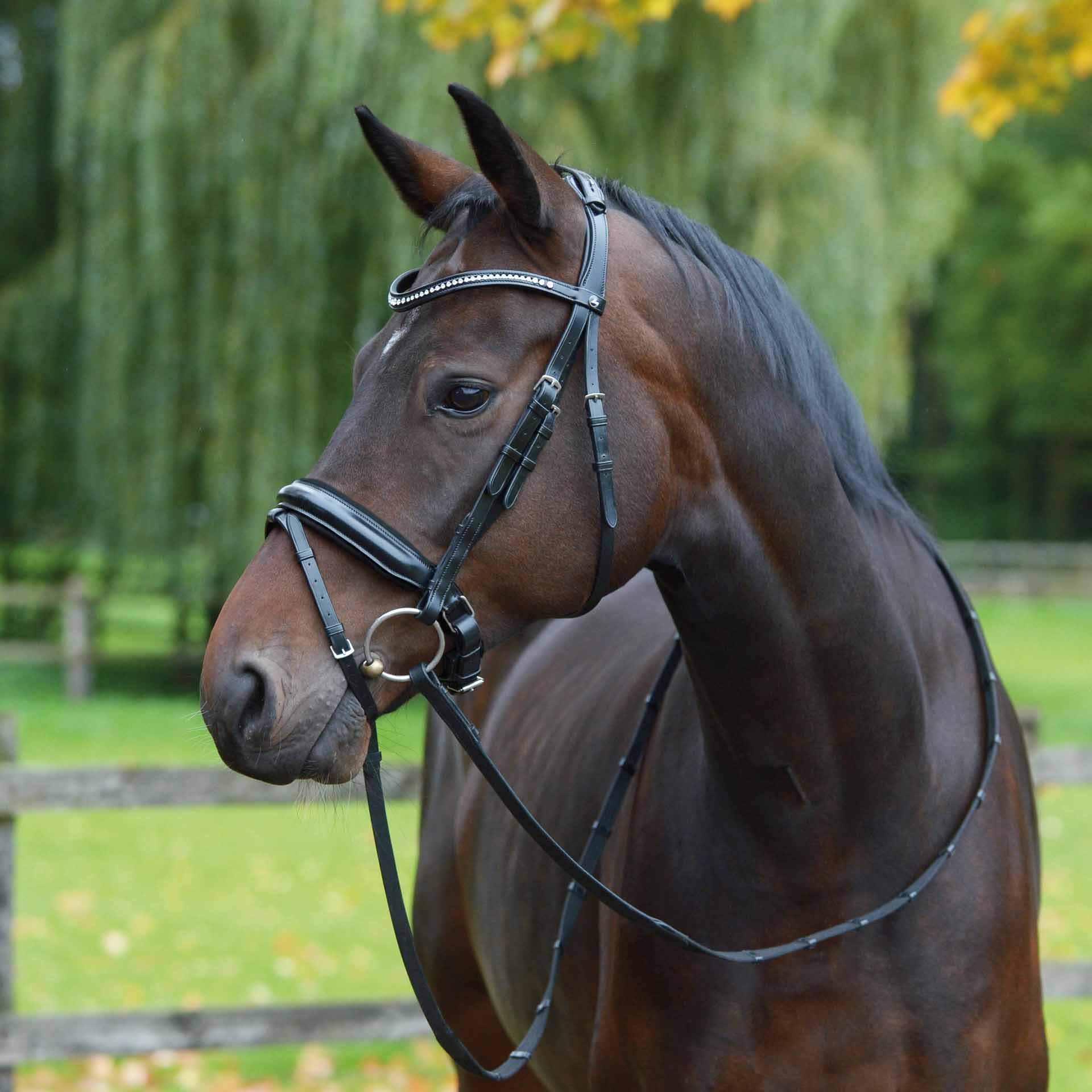 BUSSE Bridle MONZA COB black