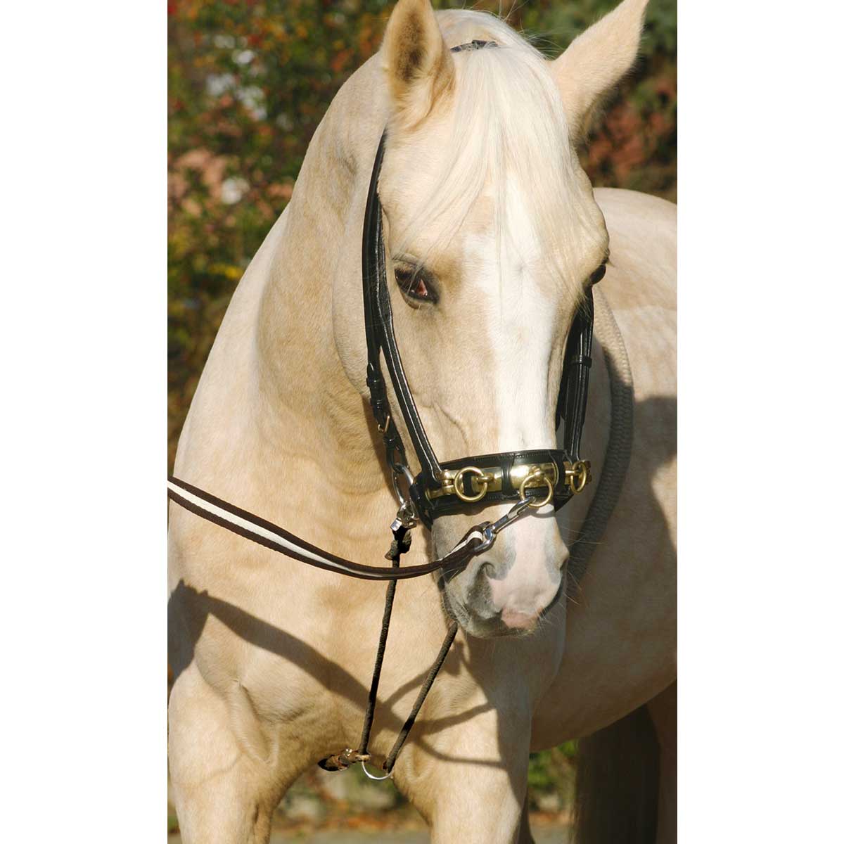 BUSSE Lunging Aid COTTON