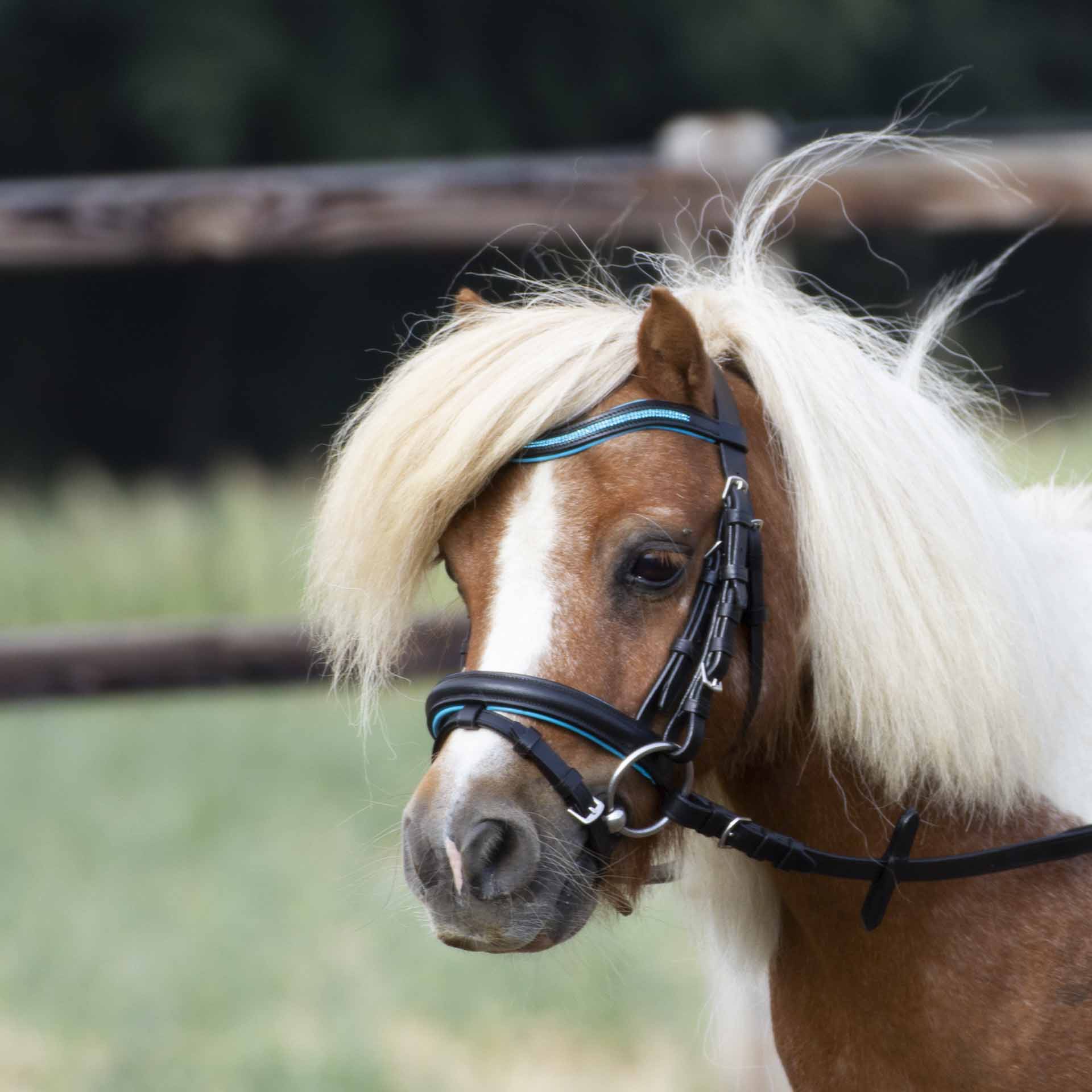 BUSSE Bridle Little Mini-Shetty black