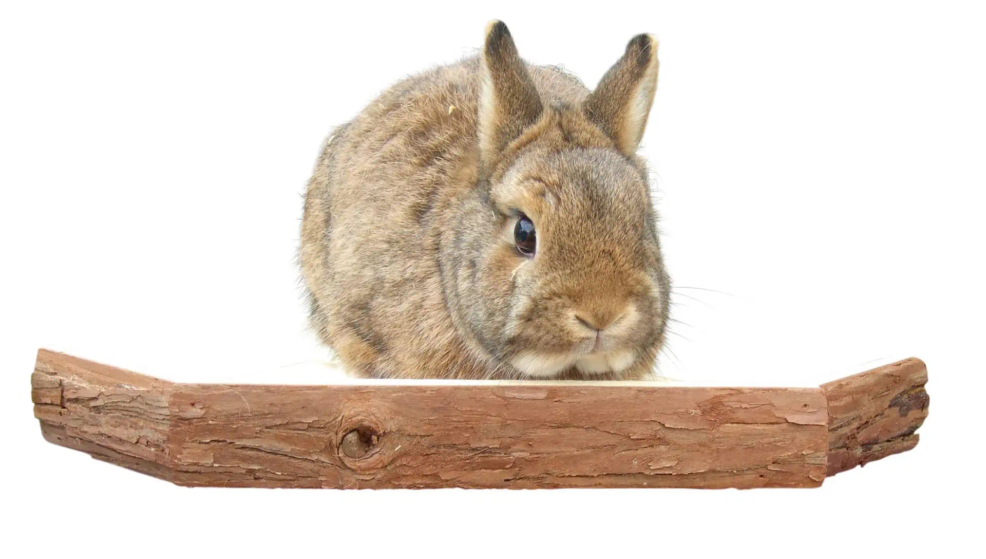 Vantage point for rabbit 28.5 x 28.5 x 4 cm