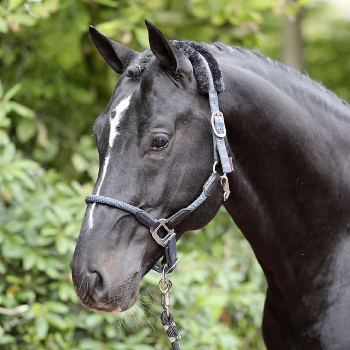 Head Collar Cordano smoked blue
