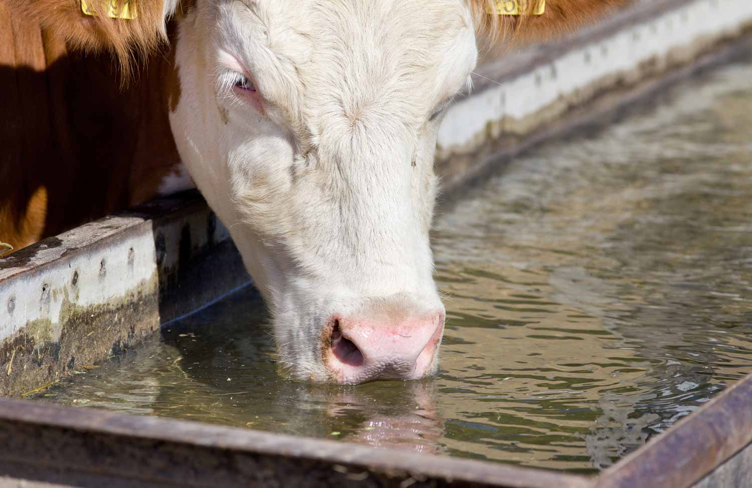 Drinking Technique
