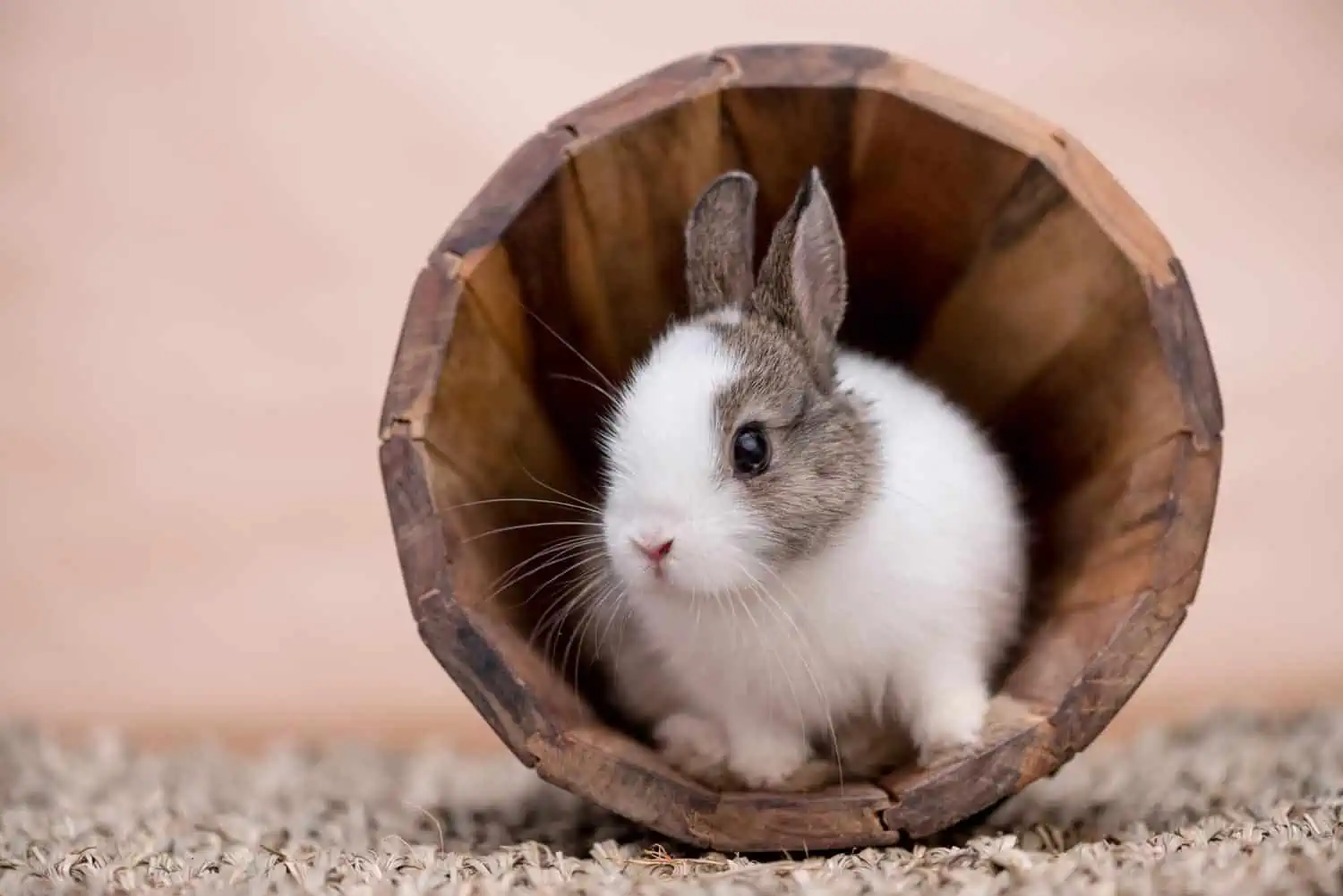 Rabbits