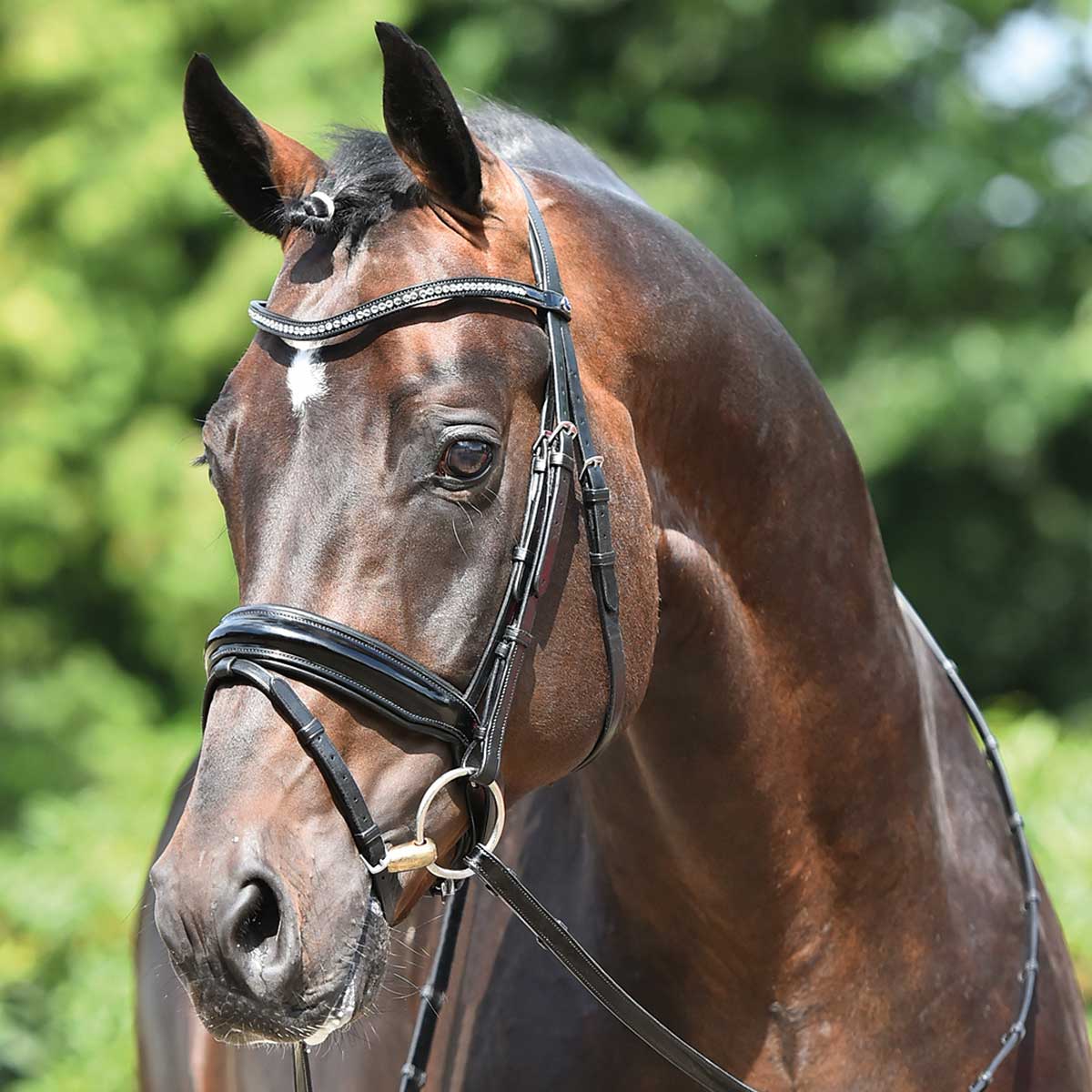 BUSSE Bridle MASSA