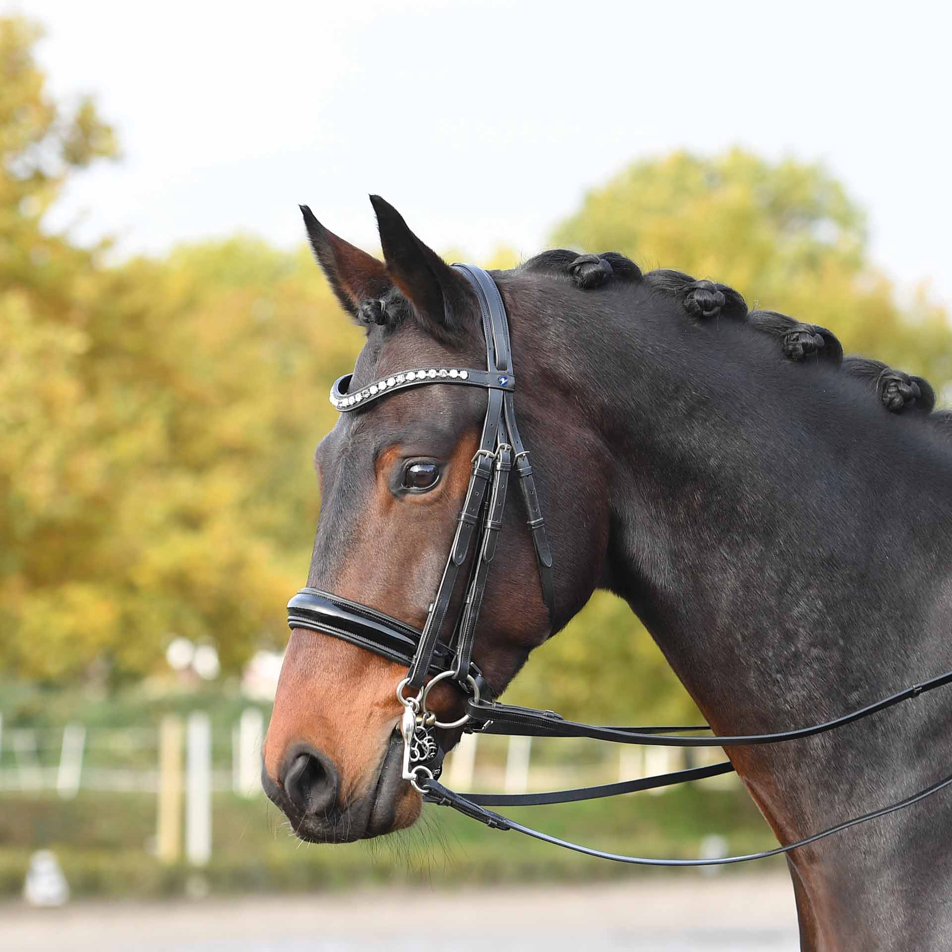 BUSSE Double Bridle LUXURY COB black