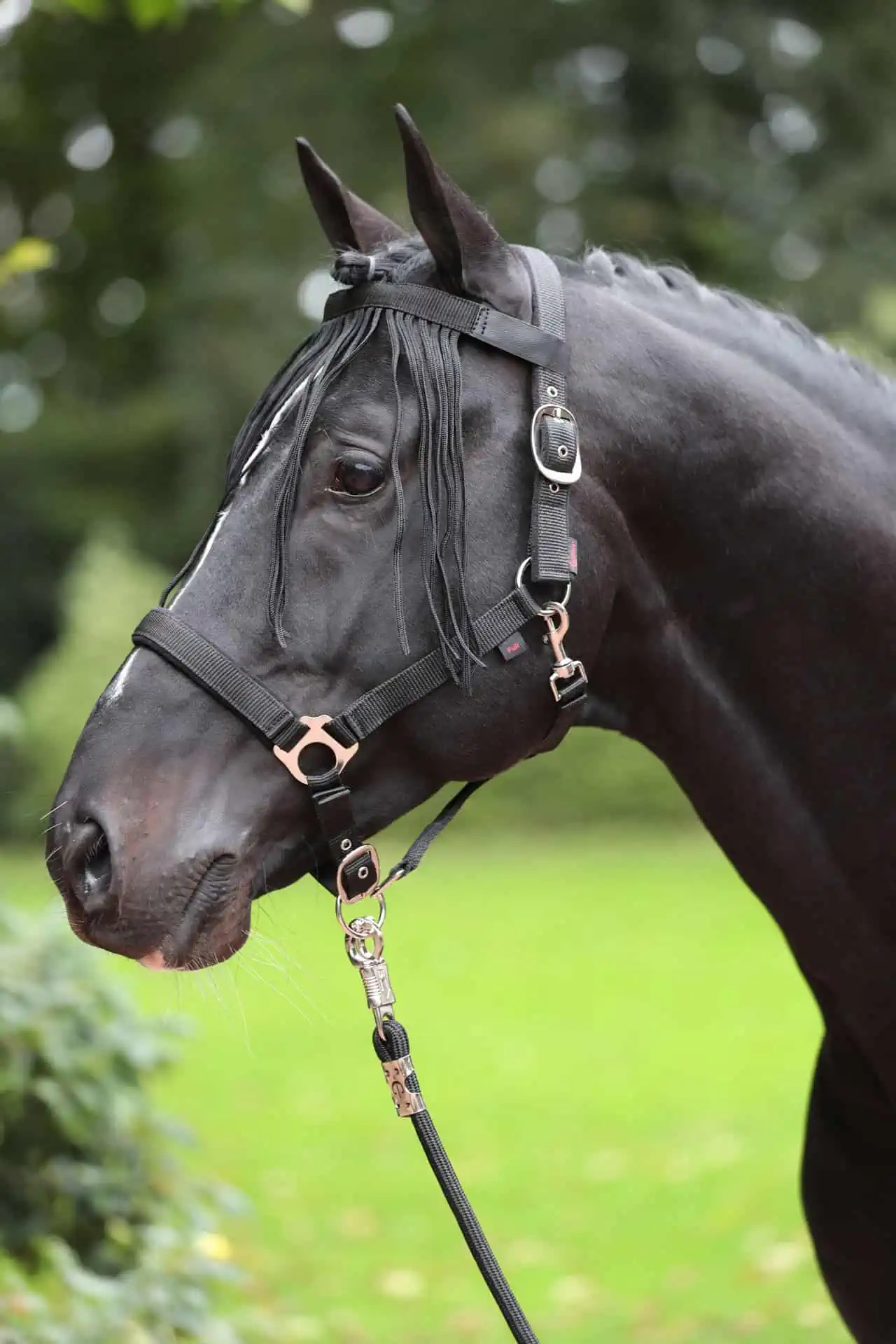Fly fringe strap pony