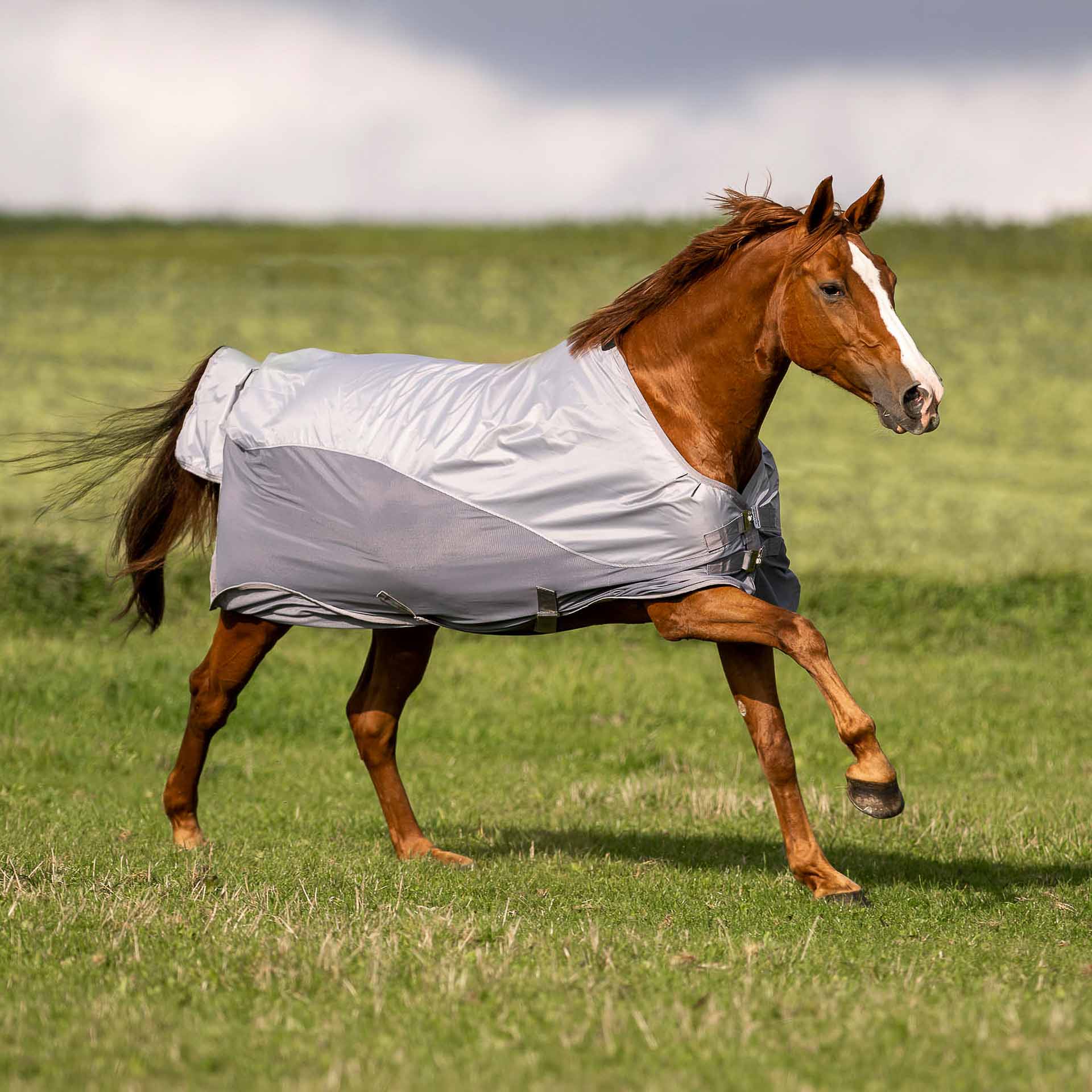 BUSSE Turnout Rug RAINFLY 125 gray