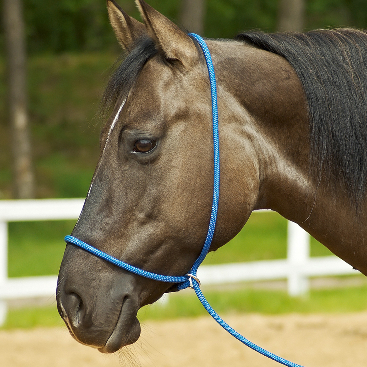 BUSSE Halter FUNKTION 3-in-1