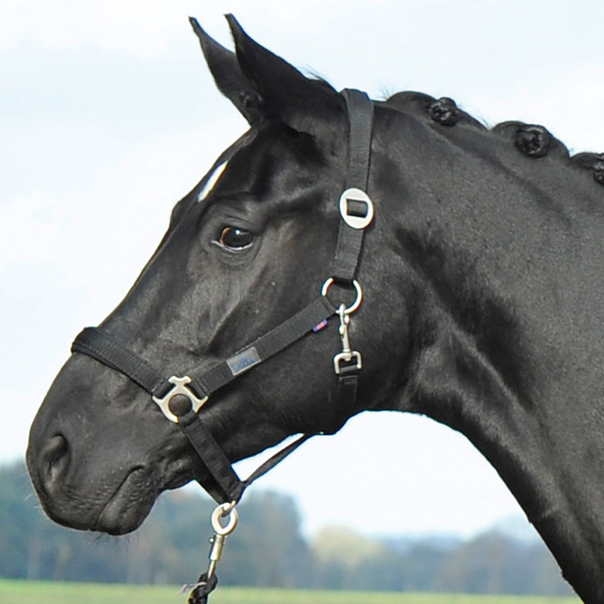 BUSSE Headcollar SUPREME