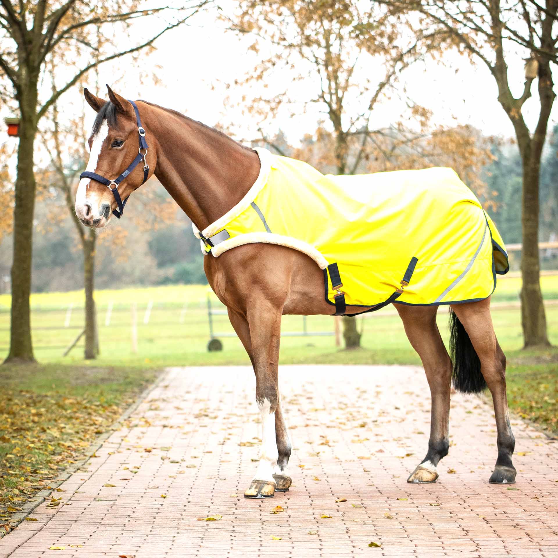 BUSSE Leadrug SHINE 50 125 yellow (navy