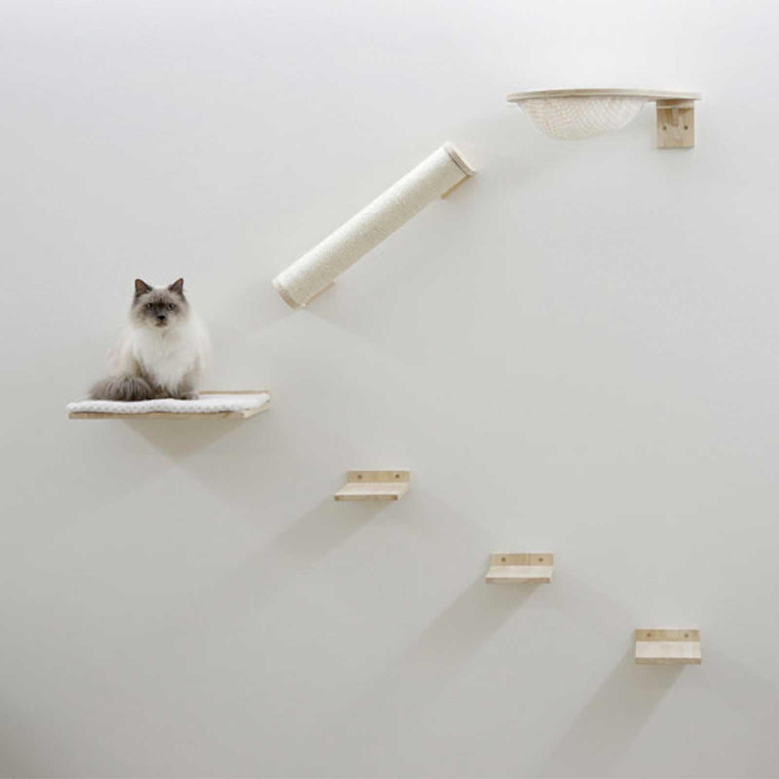 Climbing wall cat Rocky