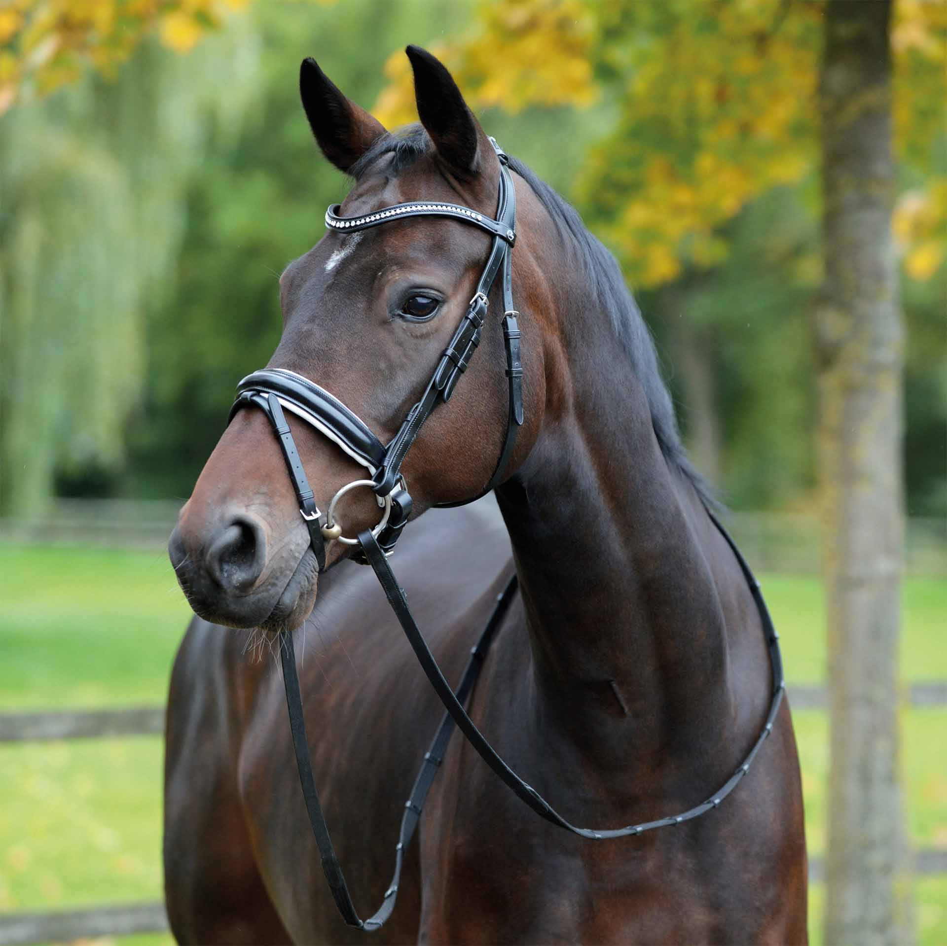 BUSSE Bridle MONZA COB black-and-white