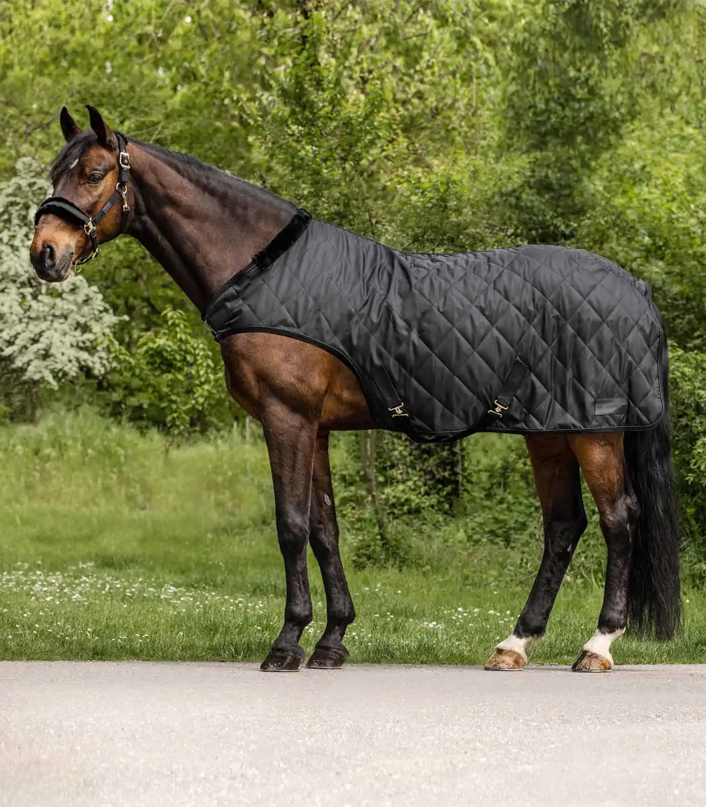 Exclusive Horsewalker Sheet, 50g black 125