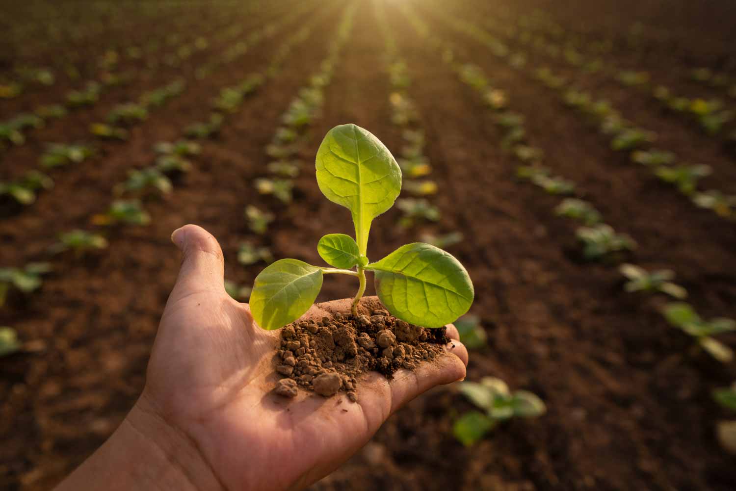 Seeds And Fertilizer
