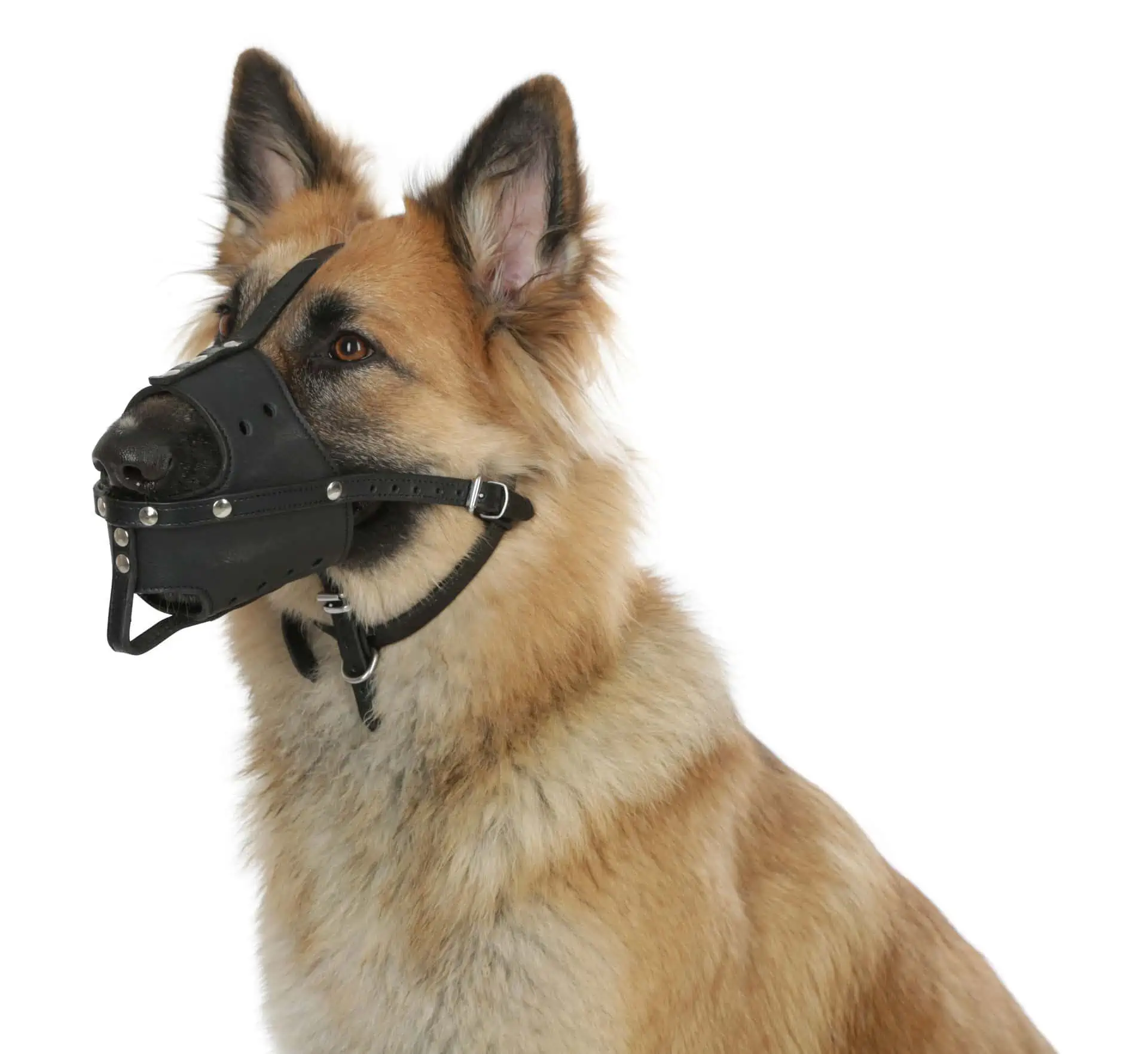 Leather Muzzle black
