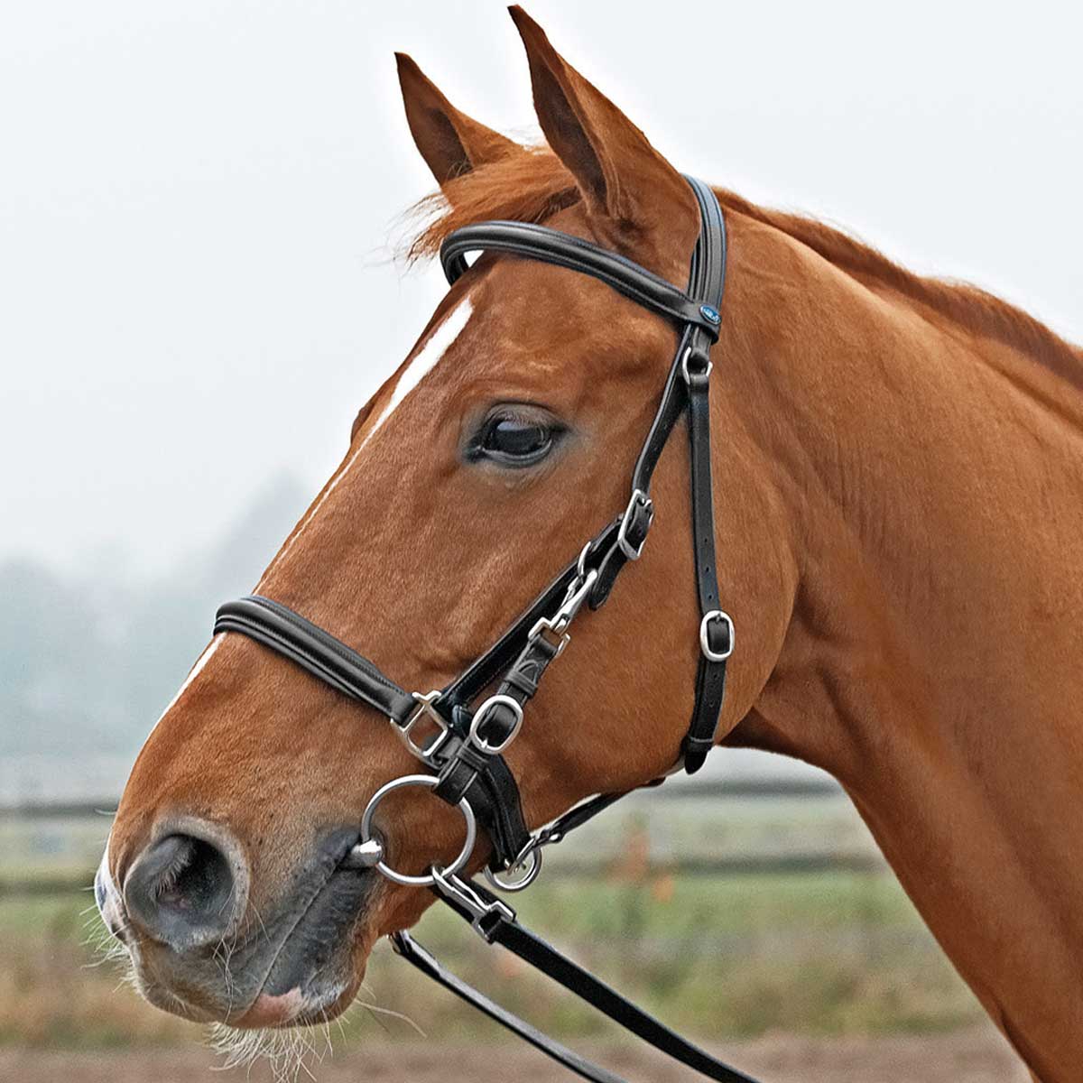 BUSSE Hacking Bridle SOLIBEL