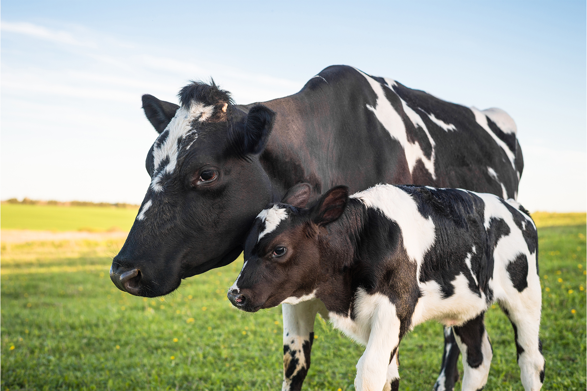 Everything for cattle