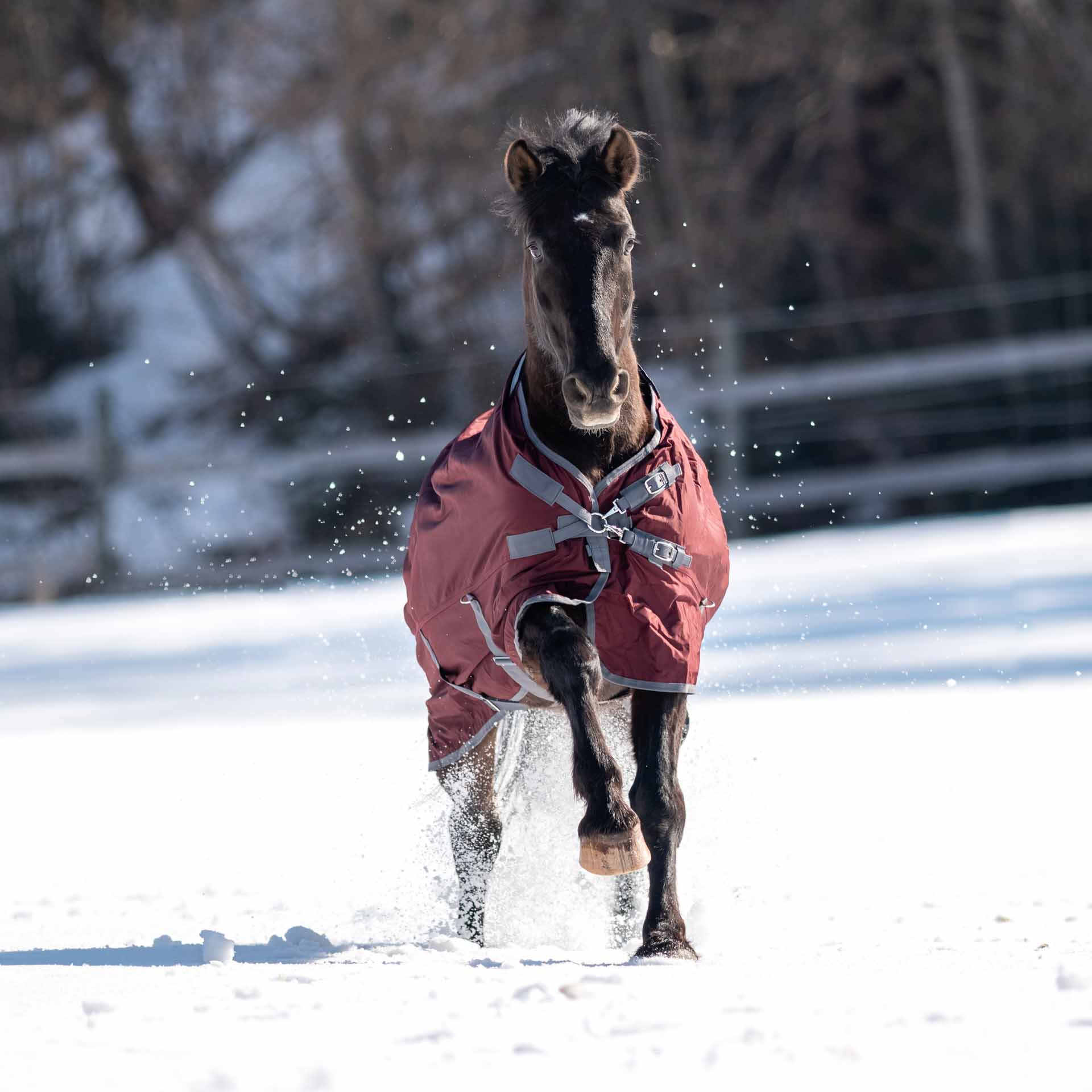 BUSSE Turnout Rug FLEXIBLE PRO 50 115 bordeaux