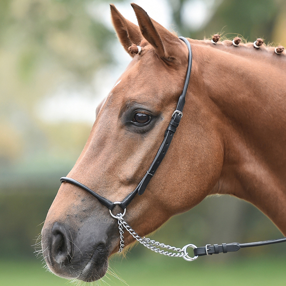 BUSSE In-Hand Bridle RUND cob