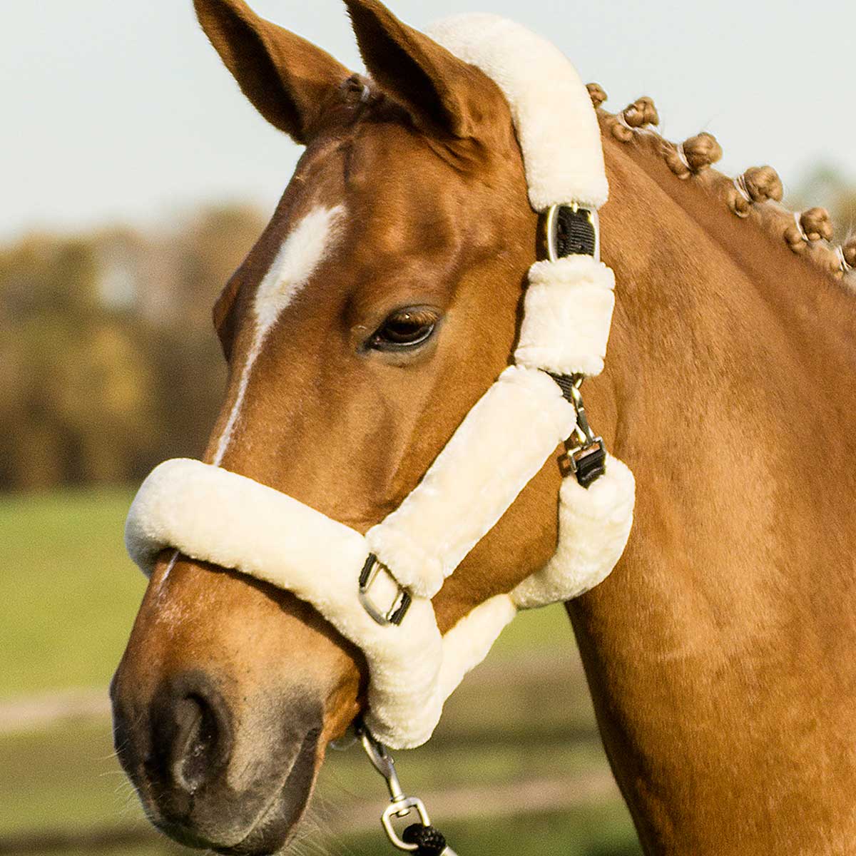 BUSSE Headcollar GUARD