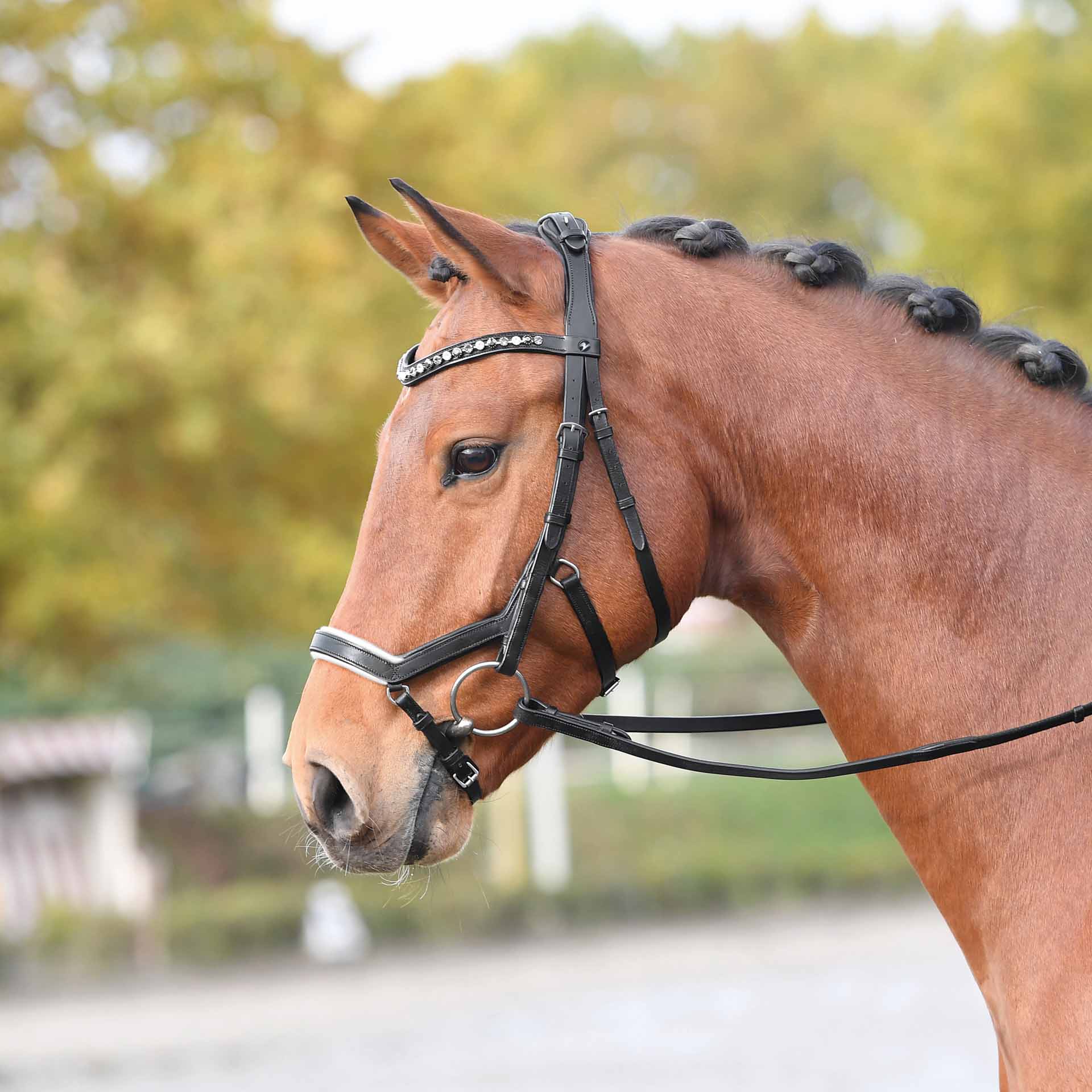 BUSSE Bridle FEELING COB black-and-white