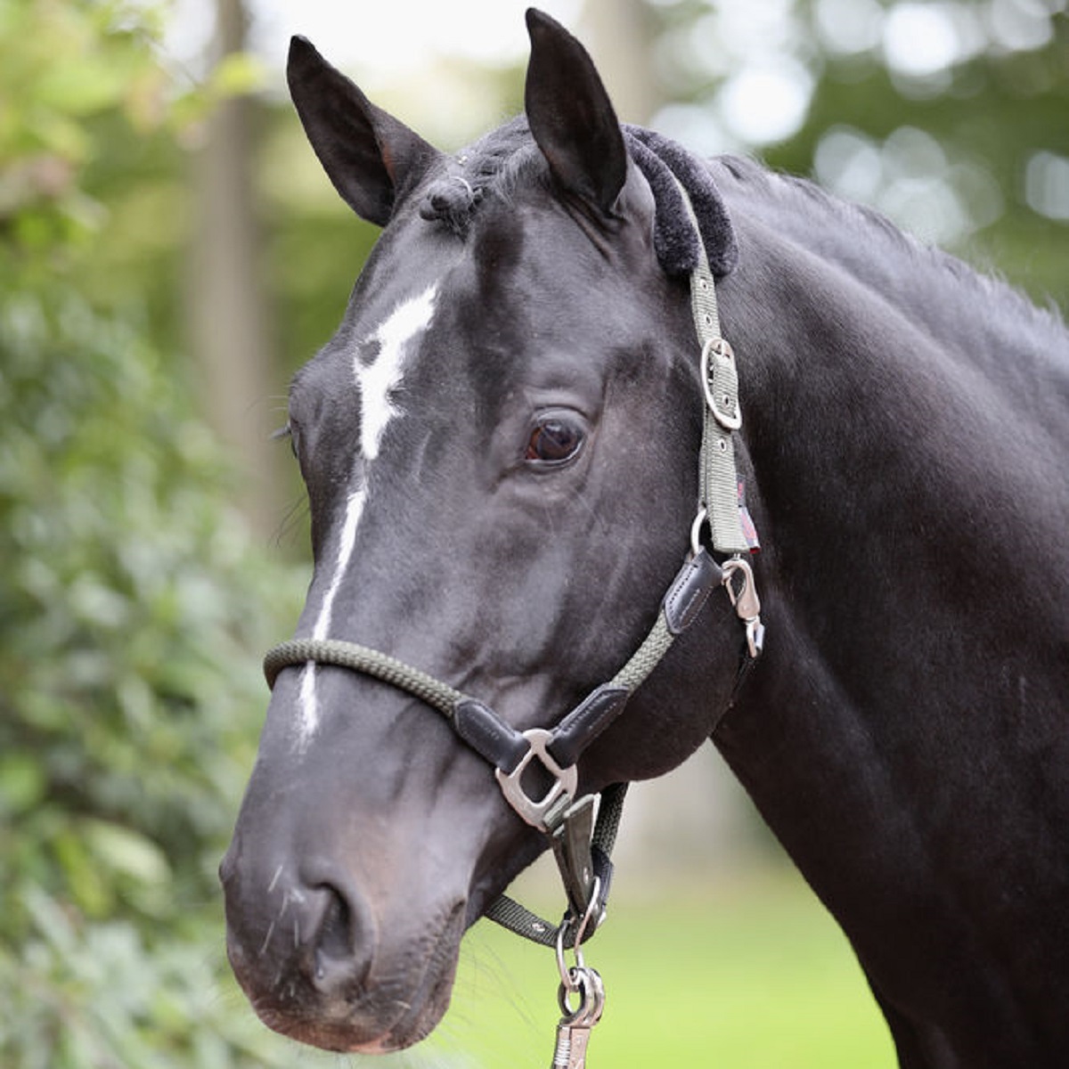 Headcollar Cordano olive