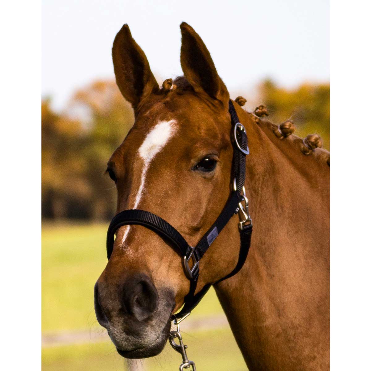 BUSSE Headcollar SOLID SOFT