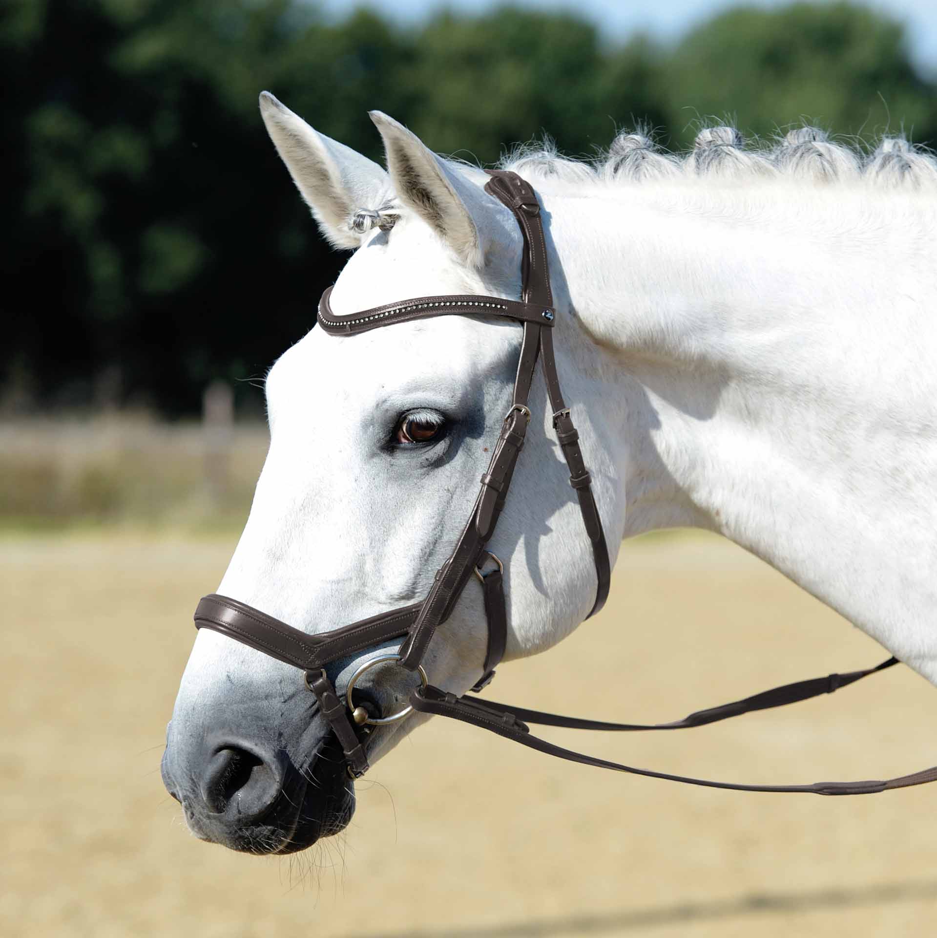 BUSSE Bridle FEELING FULL brown