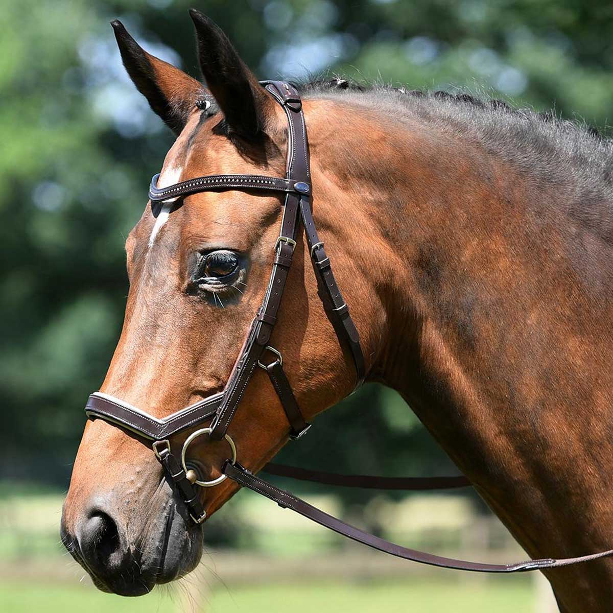 BUSSE Bridle Feeling