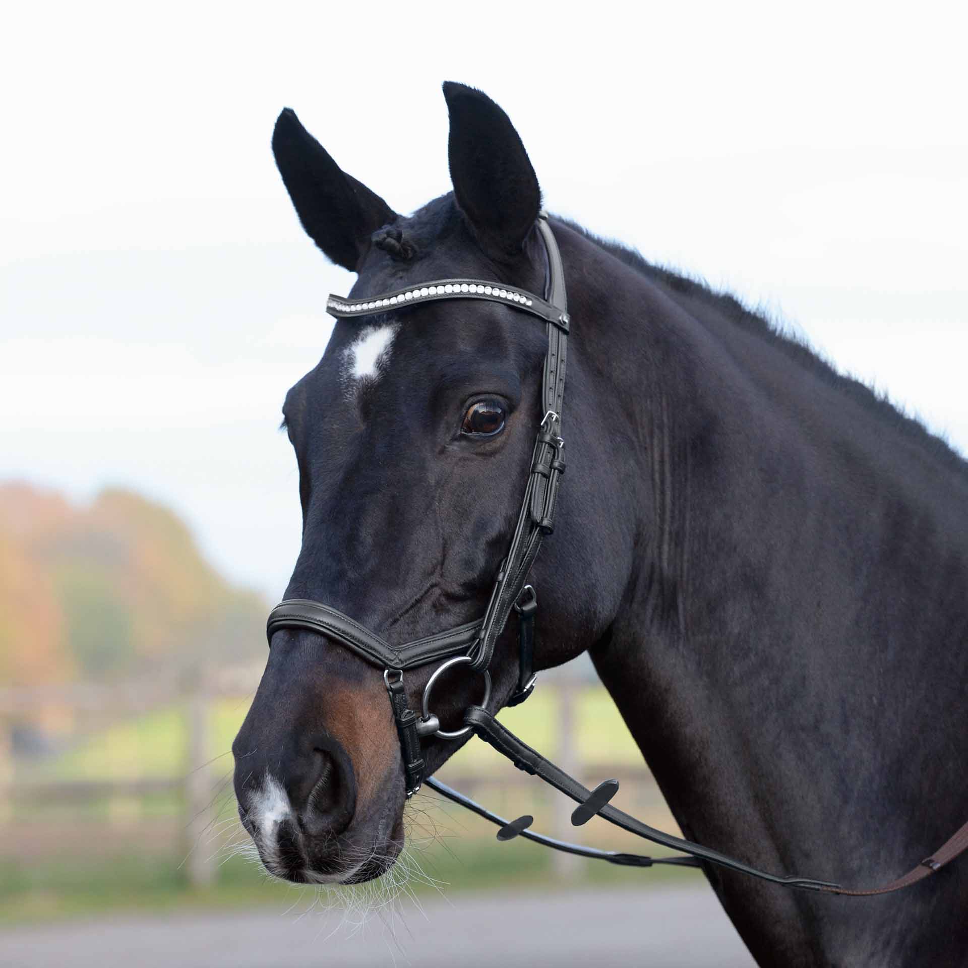 BUSSE Bridle EMOTION COB black