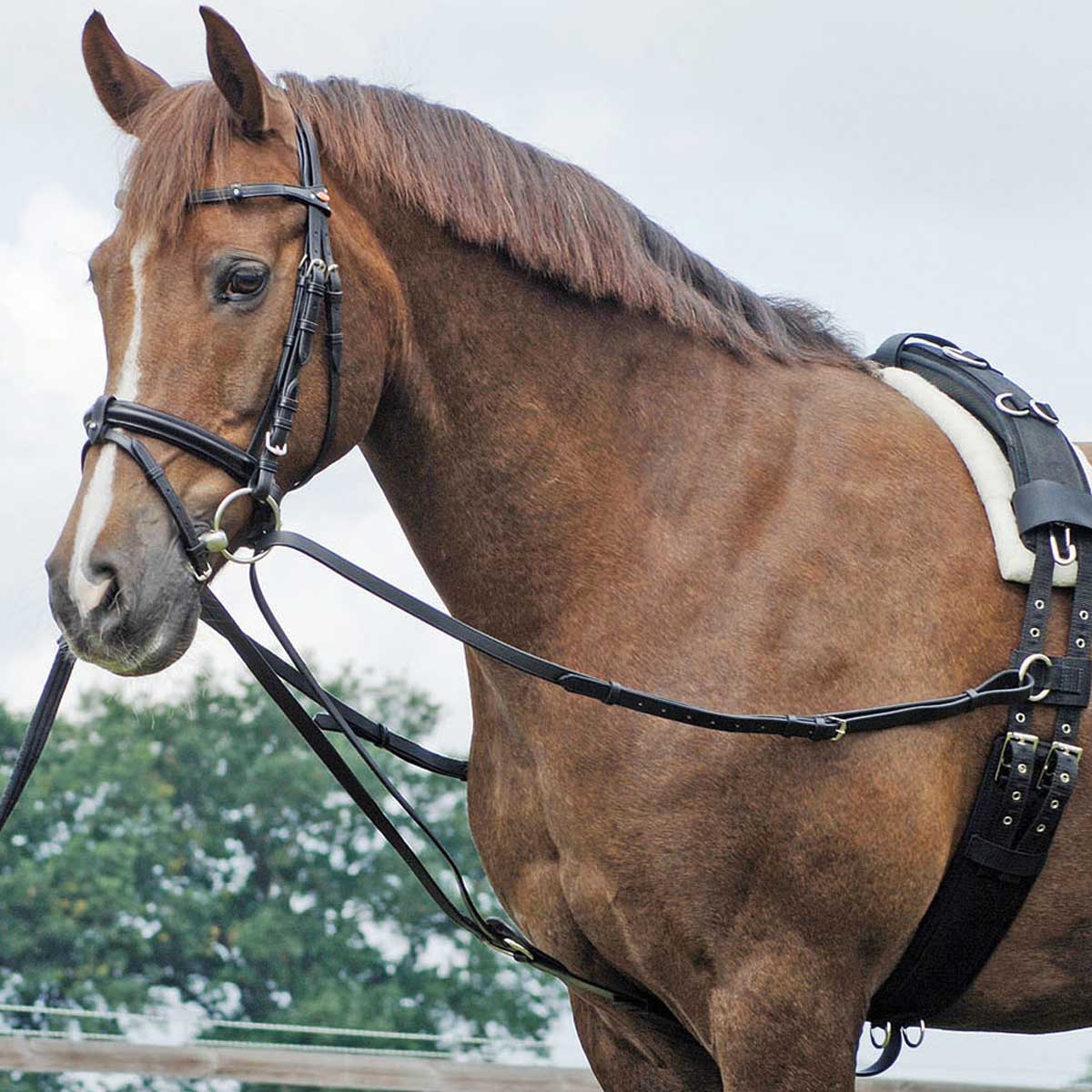 BUSSE Standing Draw-Rein BASIC