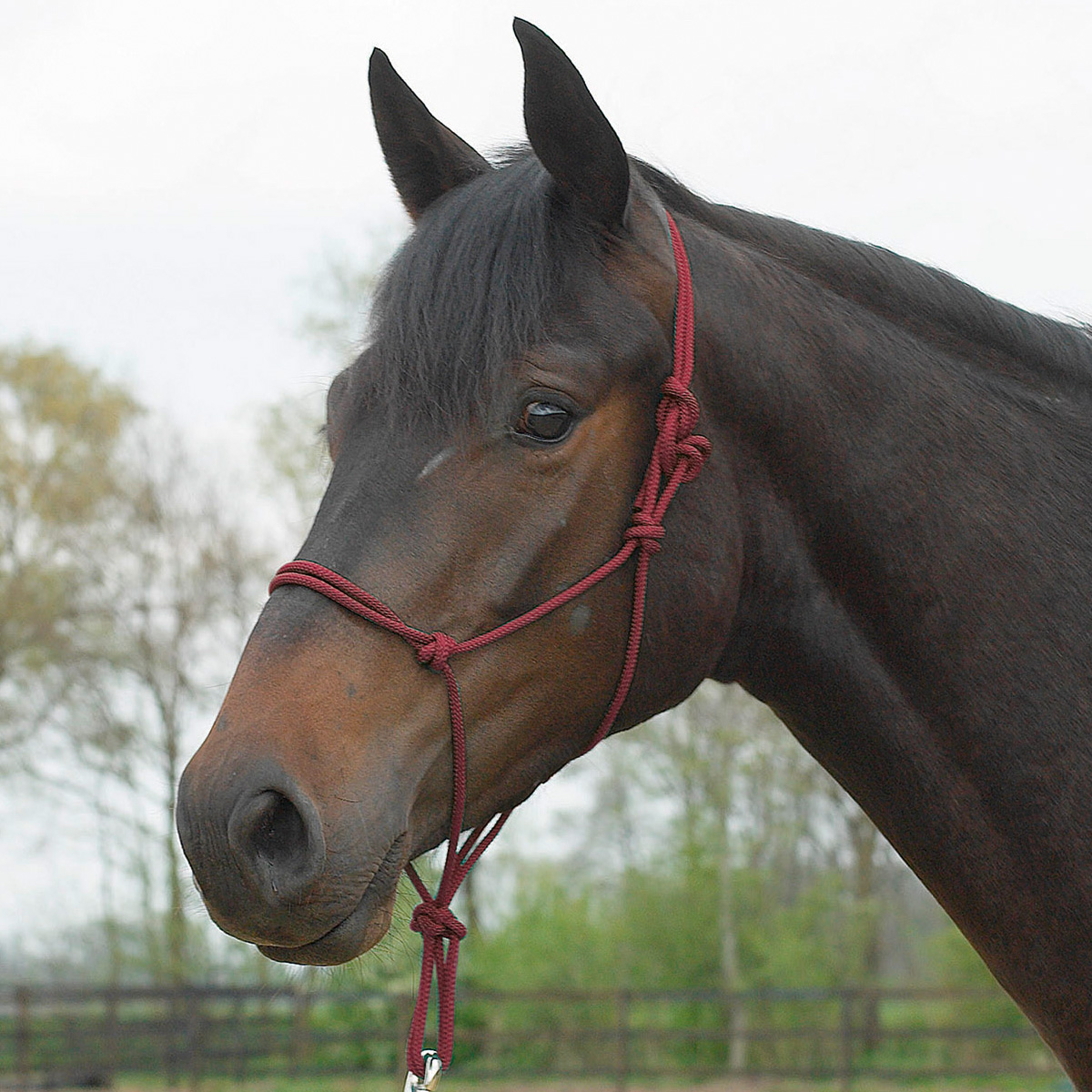 BUSSE Rope Halter STANDARD